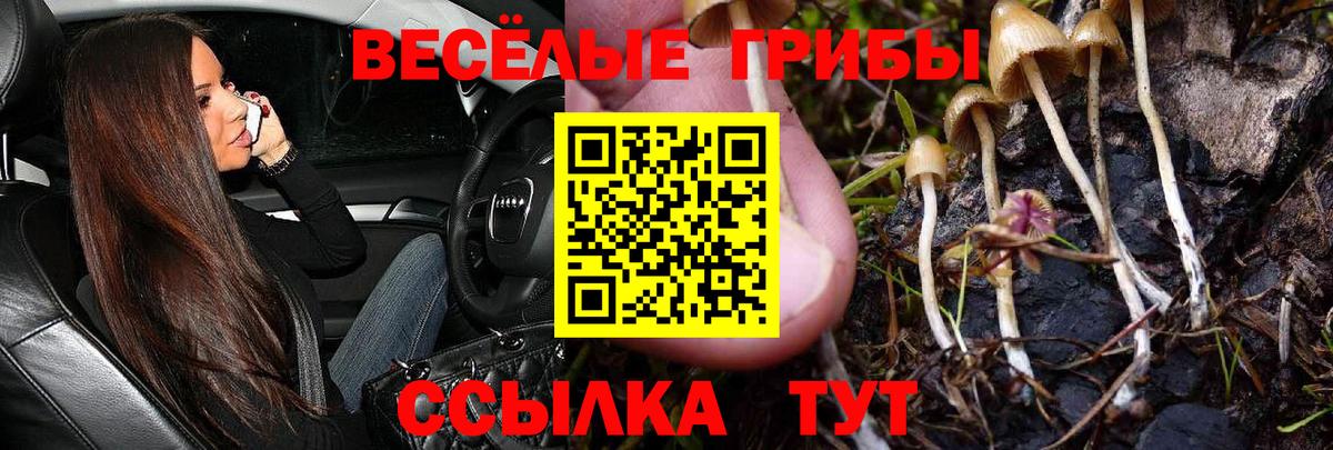 Галлюциногенные грибы GOLDEN TEACHER Апшеронск